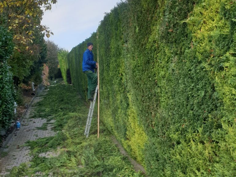 Frisch geschnittene Thuja-Hecke über mehrere Meter Länge mit gerader Schnittkante